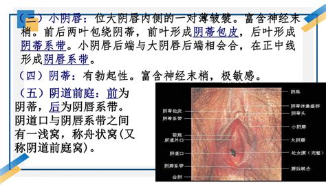 白虎型|科普常见的24种女性阴唇形状图解：馒头型